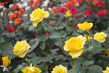 庭園に咲く黄色いバラ