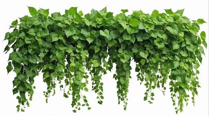 green leaves on white background