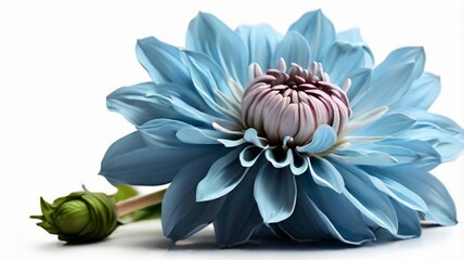 blue and white dahlia