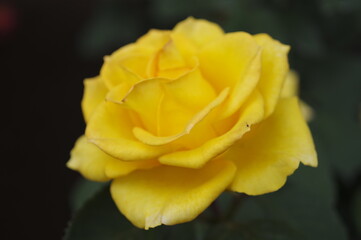 庭園に咲く黄色いバラ