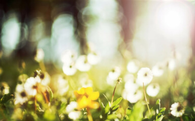 spring flower background, leaf, bokeh, ai generated 