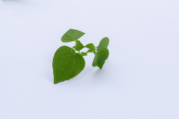 Chinese betel leaf white background, Chinese betel leaf is a wild plant that can be eaten and used as an alternative herbal medicine