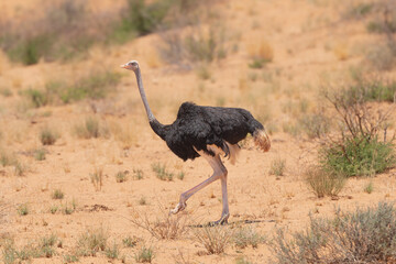 Common ostrich - Struthio camelus (australis) on desert with red dunes in background.. Photo from Kgalagadi Transfrontier Park in South Africa.