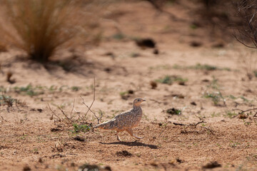 Burchell's sandgrouse - Pterocles burchelli  on red sand of Kalahari Desert. Photo from Kgalagadi Transfrontier Park in South Africa.