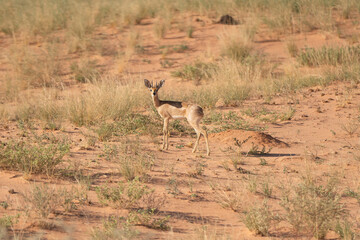 steenbok, steinbuck or steinbok - Raphicerus campestris on red sand. Photo Kgalagadi Transfrontier Park in South Africa.	