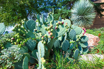 Edible sweet fruits with seeds on the Prickly Pear cactus Opuntia sp.