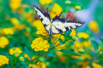 Papilio glaucus, the eastern tiger swallowtail, butterfly drinks nectar on yellow flowers