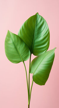 Tropical leaves on pastel pink background.Minimal nature concept.Top view,copy space.Generative AI
