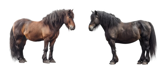 Draft horse illustration. A black and brown horses on the white background.