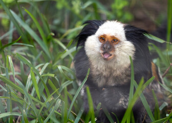 White-headed Marmoset (Callithrix geoffroyi) in South America