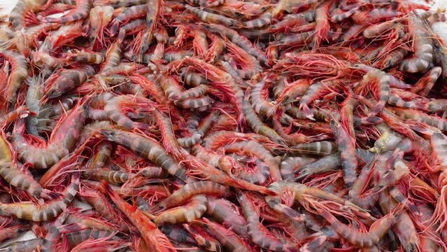 Stacked fresh tiger prawns are also known as bagda prawns in Asia. Close up view of red tiger shrimps in bamboo basket.