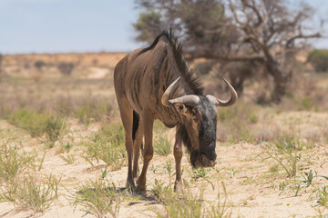 Blue wildebeest, common wildebeest, white-bearded gnu or brindled gnu - Connochaetes taurinus on sand with desert in background. Photo from Kgalagadi Transfrontier Park in South Africa.