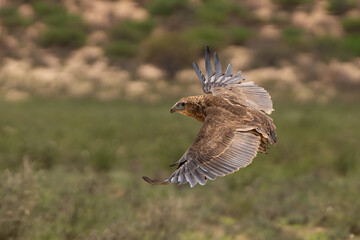 Bateleur - Terathopius ecaudatus juvenile in flyight with spread wings with green grass in background. Photo from Kgalagadi Transfrontier Park in South Africa. Endangered species.
