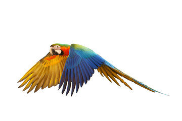 Colorful flying Catalina Macaw parrot isolated on transparent background png file