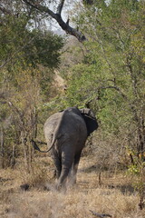éléphant safari afrique