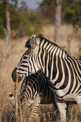 Fototapeta na wymiar zebras zèbres safari afrique