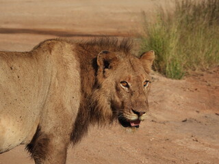 Young male lion