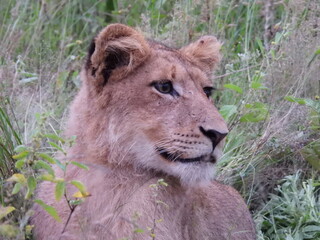 Side profile of a yong male lion