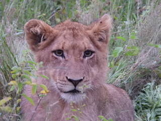 Lion cub in the wilderness of Namibia