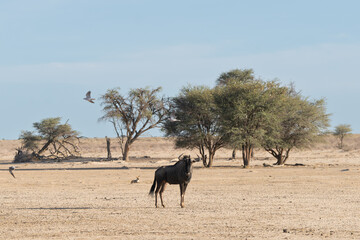 Blue wildebeest, common wildebeest, white-bearded gnu or brindled gnu - Connochaetes taurinus in heat of Kalahari Desert. Photo from Kgalagadi Transfrontier Park in South Africa.