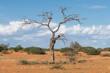 The view of dead trees with red sand of Kalahari desert and sky in background. Photo from Kgalagadi transfrontier park in South Africa.
