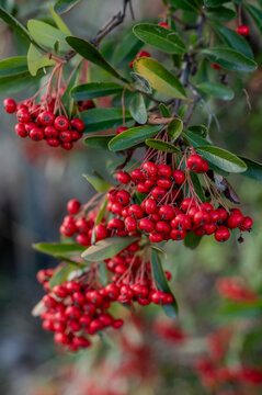 Spectacular photos of Red Pyracantha or Firethorn
