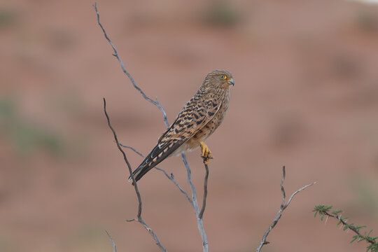 Greater kestrel, white-eyed kestrel  - Falco rupicoloides perched with dark background. Photo from Kgalagadi Transfrontier Park in South Africa.