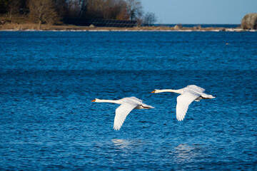 birds in flight