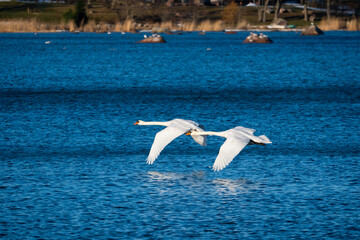Fototapeta na wymiar flying swans