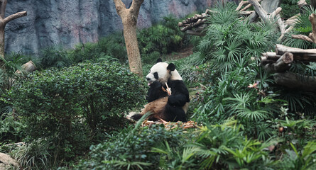 Obraz premium Panda Bear Sitting on Lush Green Hillside