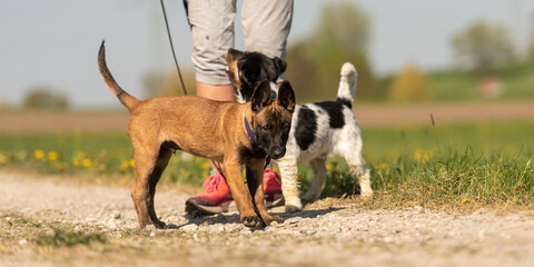 springtime dog encounter: Jack Russell Terrier and malinois puppy meet on countryside path