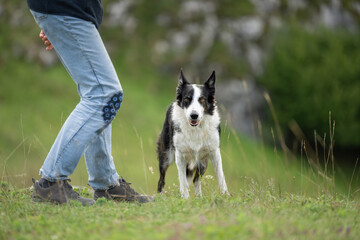 obedient intelligent border collie dog is trained by a trainer who is also his owner