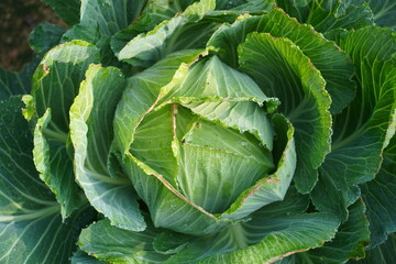 Close-up of a fresh cabbage - obrazy, fototapety, plakaty