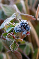 The first autumn frosts