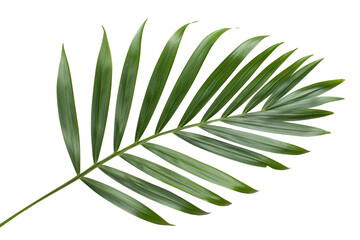Pheonix Roebelini Palm Leaf on Transparent Background