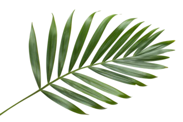 Photo sur Plexiglas Monstera Pheonix Roebelini Palm Leaf on Transparent Background