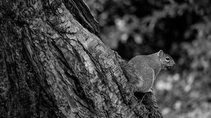 A close-up monochrome shot reveals a squirrel with an acorn in its teeth, its sideways glance adding a touch of whimsy to the woodland portrait