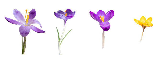 purple and yellow crocus isolated on a transparent background. Spring flowers concept