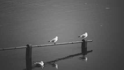 Three seagulls grace the scene, two perched on a beam, one poised atop the water, forming a...