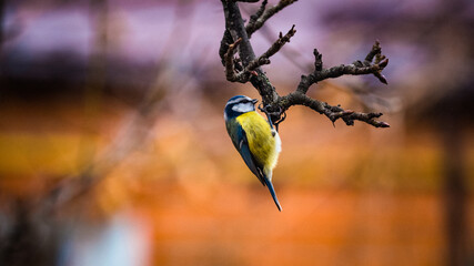 A blue tit gracefully hangs from a branch, its vibrant presence adding a touch of whimsy to the...
