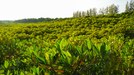 Fototapeta na wymiar Mangrove trees name is Thung Prong Thong forest in Rayong at Thailand. soft focus shot Golden Meadow Mangrove forest green leaves. Ecotourism of Pak Nam Prasae.