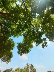 trees and sky