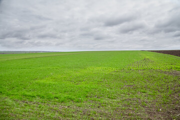 A green field sown under a cloudy sky, agriculture and autumn sowing of winter crops