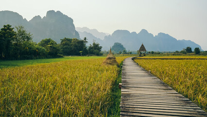 Landscape Wooden Bridge on golden Rice Field and Limestone Mountain Background in Vang Vieng , Laos