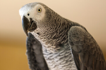 grey parrot portrait