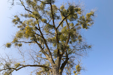 Trees covered with the mistletoe parasite in early spring
