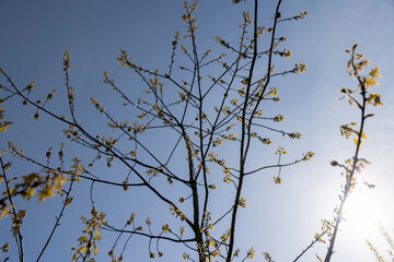 a flowering maple tree in the spring season, a spring park