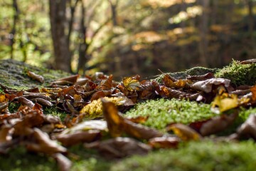 Leafs and moss in the forest