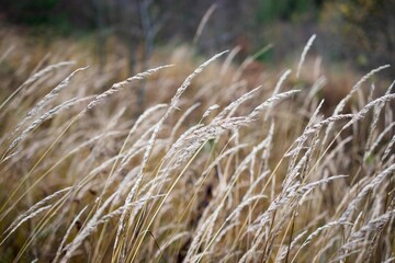 Fototapeta premium grass in the wind