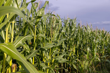 harvest corn for sale and income